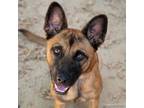 Adopt CHALUPA a German Shepherd Dog, Mixed Breed