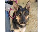 Adopt SASHA a German Shepherd Dog