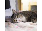 Adopt MANDY a Domestic Short Hair