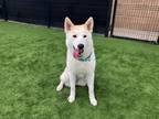 Adopt SHARKY a Siberian Husky, Mixed Breed