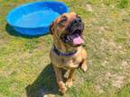 Adopt CLEO a Rottweiler, Mixed Breed