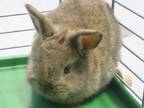 Adopt HAZEL a Bunny Rabbit