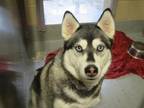 Adopt NYMERIA a Siberian Husky