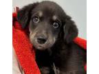 Adopt Suki a Black Labrador Retriever, Australian Shepherd