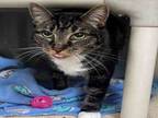 Adopt JEEVES a Domestic Short Hair
