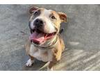 Adopt CHAMPAGNE a Pit Bull Terrier, Mixed Breed
