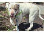 Adopt TANKITA a Pit Bull Terrier