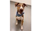 Adopt HARPER a Australian Cattle Dog / Blue Heeler, Mixed Breed