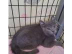 Adopt Apple Sauce a Domestic Short Hair