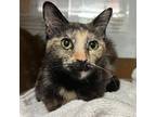Adopt LAINY a Domestic Short Hair
