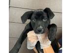 Adopt Orca a Mixed Breed