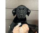 Adopt Octopus a Mixed Breed