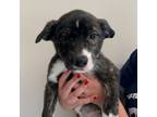 Adopt Cilantro a Mixed Breed