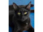 Adopt Marnie a Domestic Short Hair