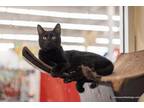 Adopt Lilo a Domestic Short Hair