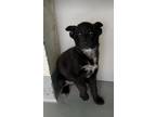Adopt A237183 a Labrador Retriever, Mixed Breed
