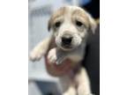 Adopt A237227 a German Shepherd Dog, Mixed Breed