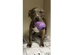 Adopt A236670 a Pit Bull Terrier, Mixed Breed