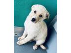 Adopt A237184 a Labrador Retriever, Mixed Breed