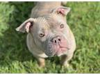 Adopt CLARA a Staffordshire Bull Terrier