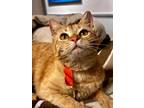 Adopt Mona Lisa a Domestic Short Hair