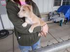 Adopt ESTELLA a Border Collie, Pit Bull Terrier