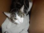 Adopt DOTTIE a Domestic Short Hair