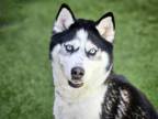 Adopt SERENITY a Siberian Husky