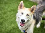 Adopt FLOR a Husky