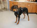 Adopt FLAME a Doberman Pinscher