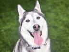 Adopt LULU a Siberian Husky