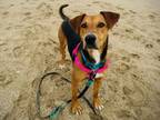 Adopt SCOUT* a Black and Tan Coonhound, Mixed Breed