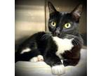 Adopt ANI a Domestic Short Hair