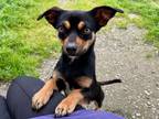 Adopt CARMELITA* a Miniature Pinscher