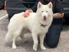 Adopt ELLA a Samoyed, Siberian Husky