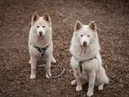 Adopt ELLA a Samoyed, Siberian Husky