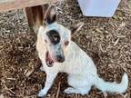 Adopt FRECKLES* a Australian Cattle Dog / Blue Heeler, Mixed Breed