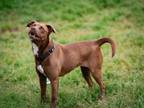 Adopt ESTELA a Staffordshire Bull Terrier, Mixed Breed