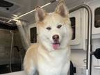 Adopt NOVA a Samoyed, Siberian Husky