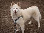 Adopt SUPERNOVA* a Samoyed, Siberian Husky
