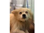 Adopt Faith a Pomeranian, Mixed Breed