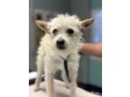 Adopt Tulip a Terrier, Mixed Breed