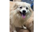 Adopt Quinn a Pomeranian, Mixed Breed