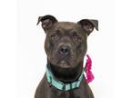 Adopt SUZIE a Labrador Retriever, Staffordshire Bull Terrier