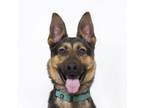 Adopt PRINCESSA a German Shepherd Dog