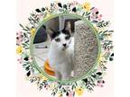 Adopt LORETTA a Domestic Short Hair