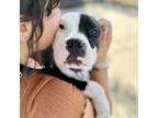 Adopt Babybell a Pit Bull Terrier
