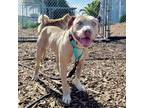 Adopt MaBell a Pit Bull Terrier