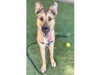 Adopt Allison a German Shepherd Dog, Mixed Breed