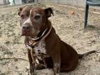 Adopt MAXWELL a Pit Bull Terrier